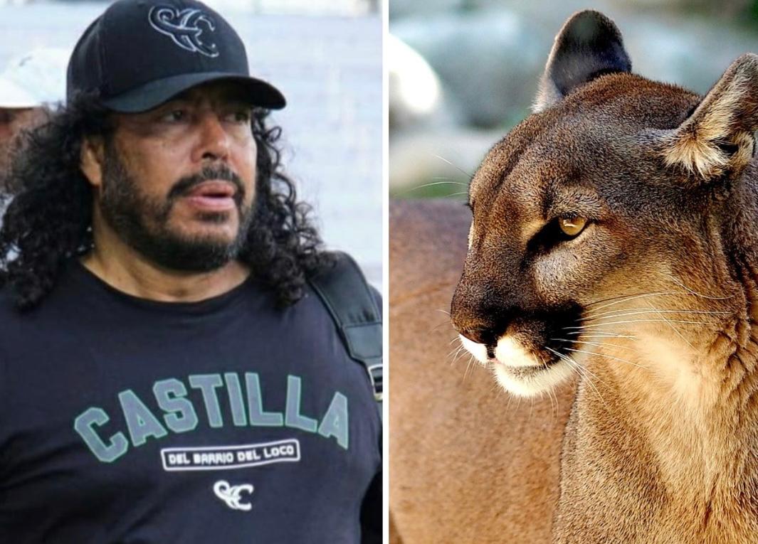 René Higuita pidió ayuda para salvar a dos pumas que rondan fincas en Antioquia