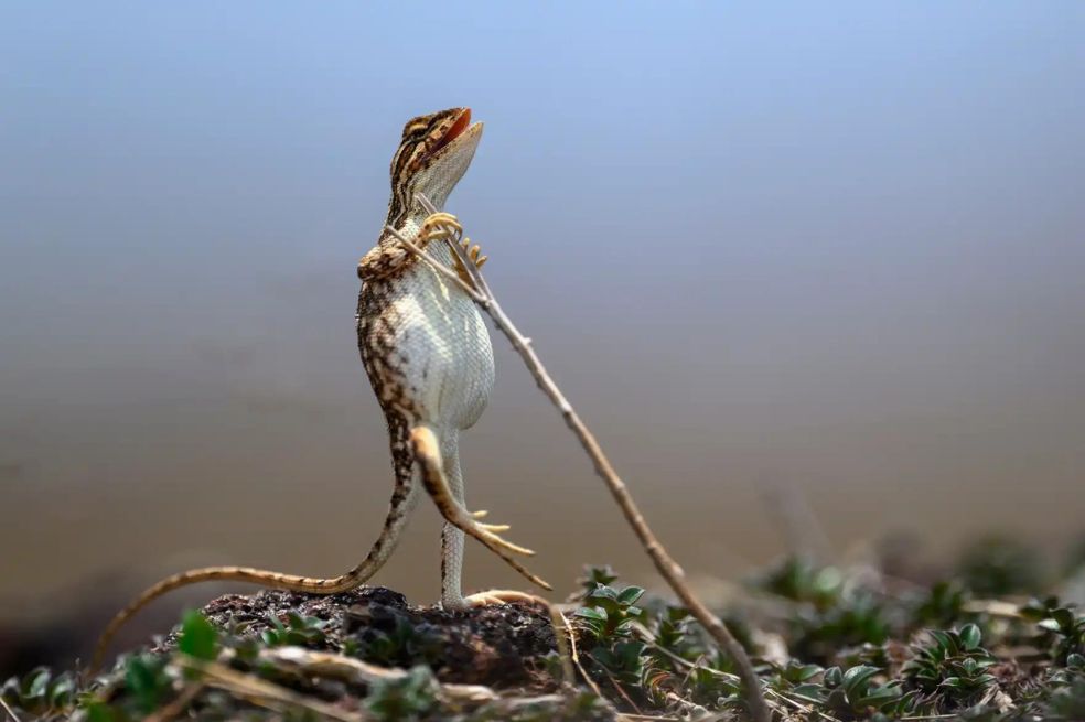 Los lagartos de garganta en abanico se encuentran únicamente en el subcontinente indio. En la imagen de Sanjay Patil se observa a una hembra, de pie, que trata de escapar del calor del verano.