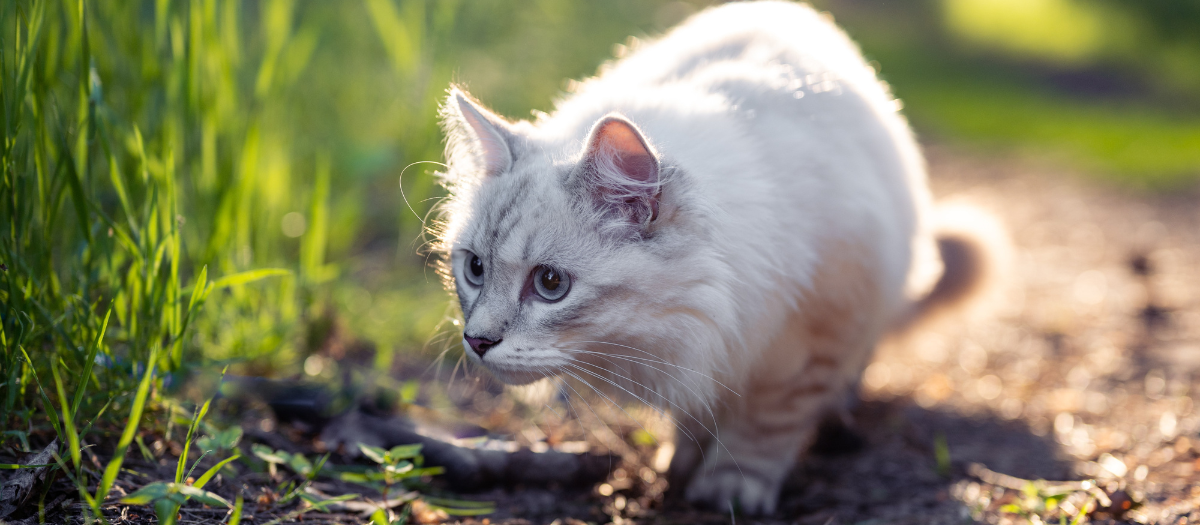 ¿Por qué mi gato trae animales muertos a la casa? Esta es la curiosa razón