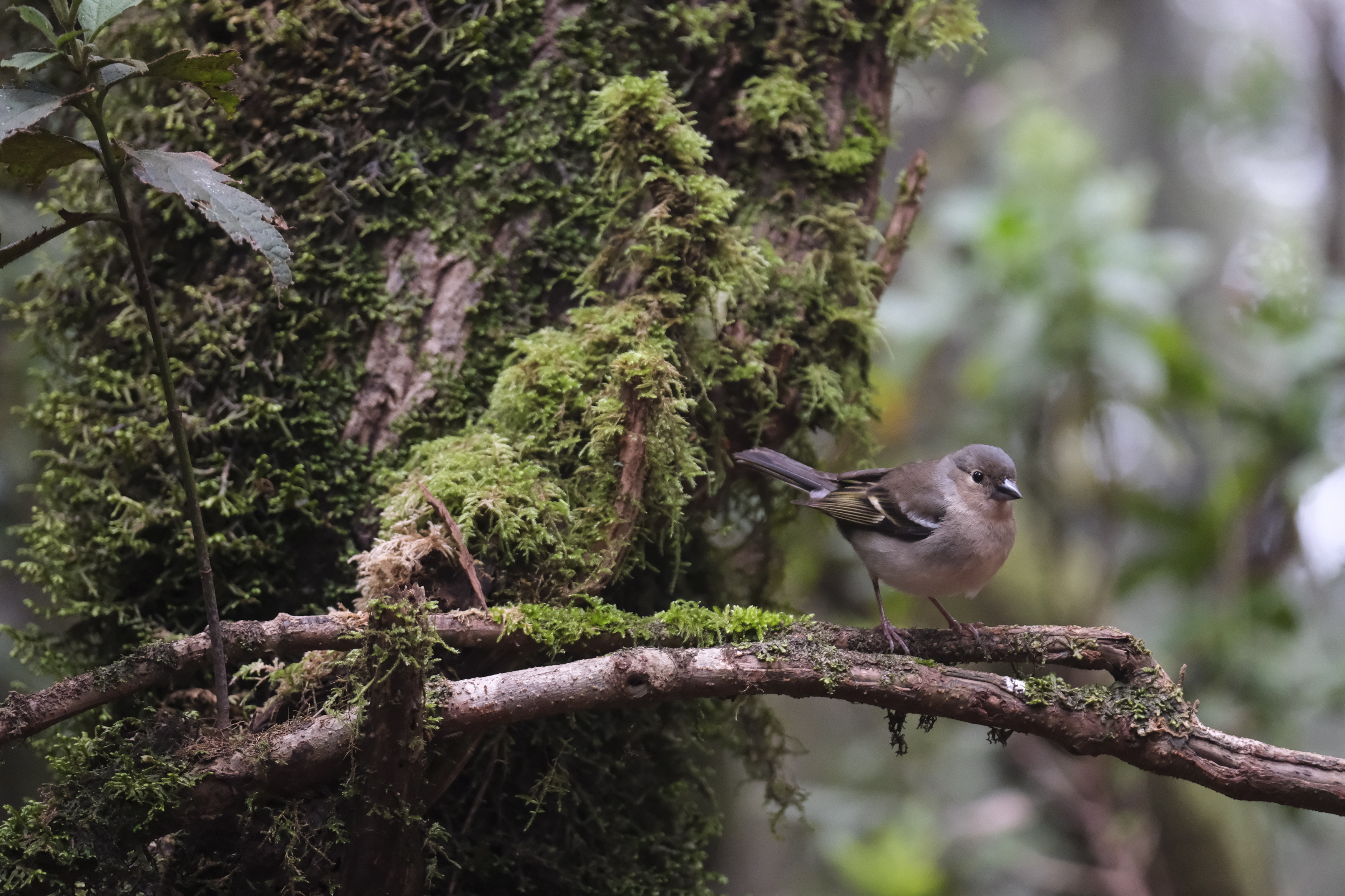 Las metas con las que el planeta busca detener y revertir la pérdida de biodiversidad