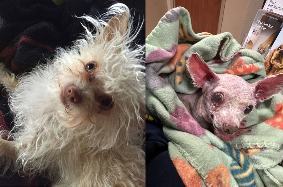 Perrito vuelve a casa luego de 9 años