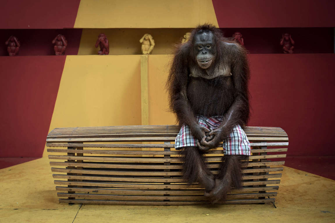 Orangutanes explotados por la industria turística, Tailandia, 2023