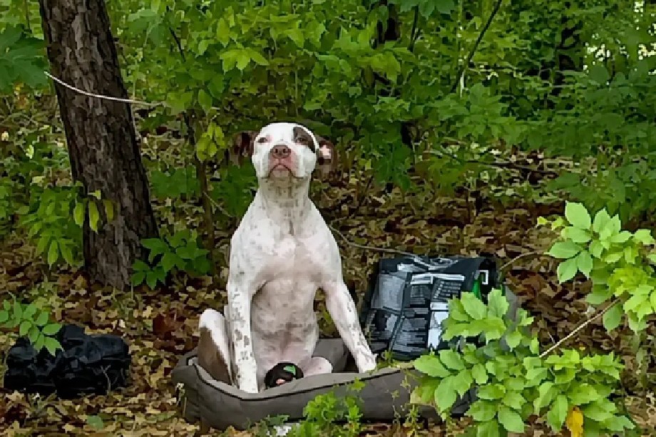 Engañaron a Hank: lo llevaron a pasear al bosque y lo abandonaron con sus juguetes