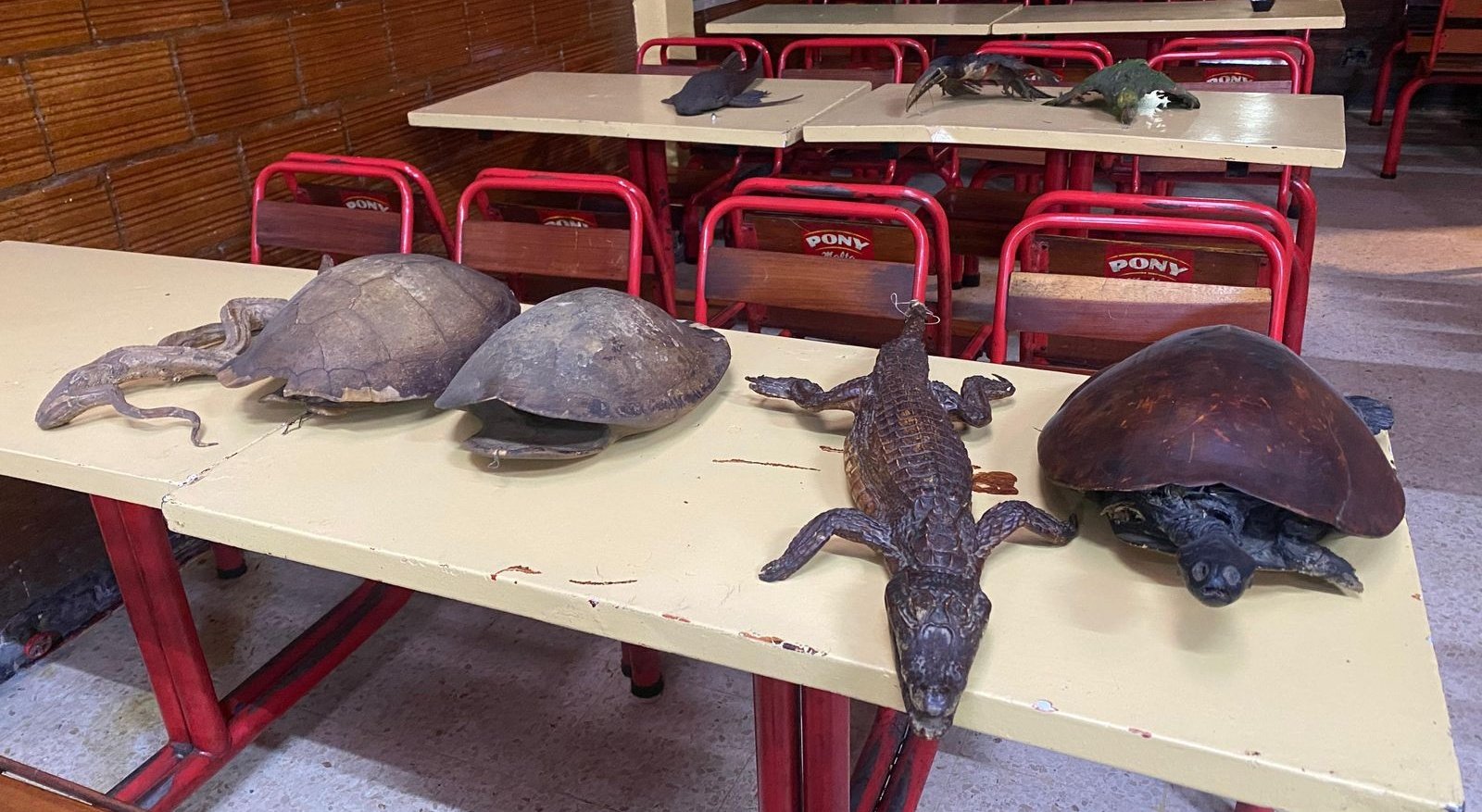 Incautan productos elaborados con partes de animales silvestres en el sur Bogotá