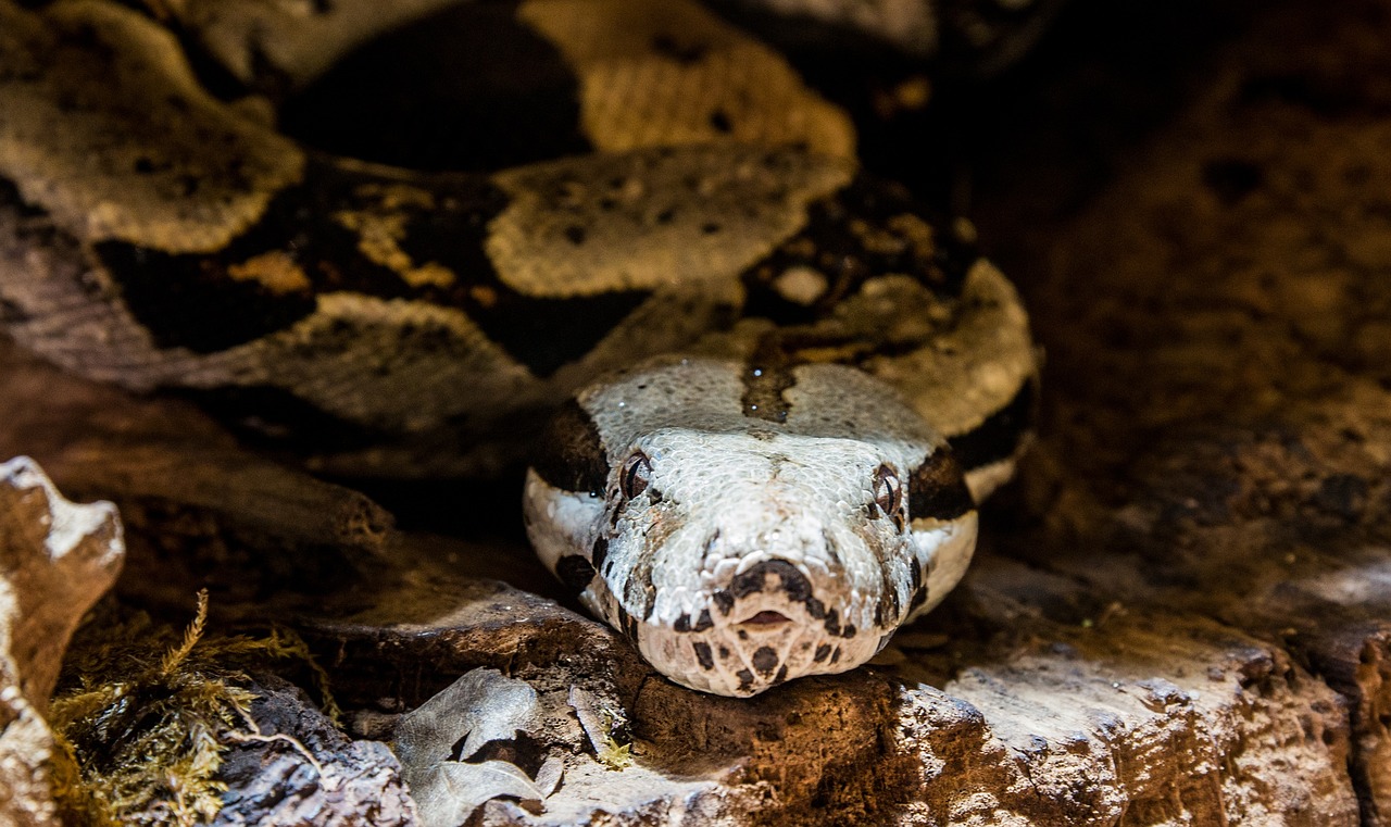 Capturan a una mujer que viajaba con una anaconda y 70 reptiles en su maleta