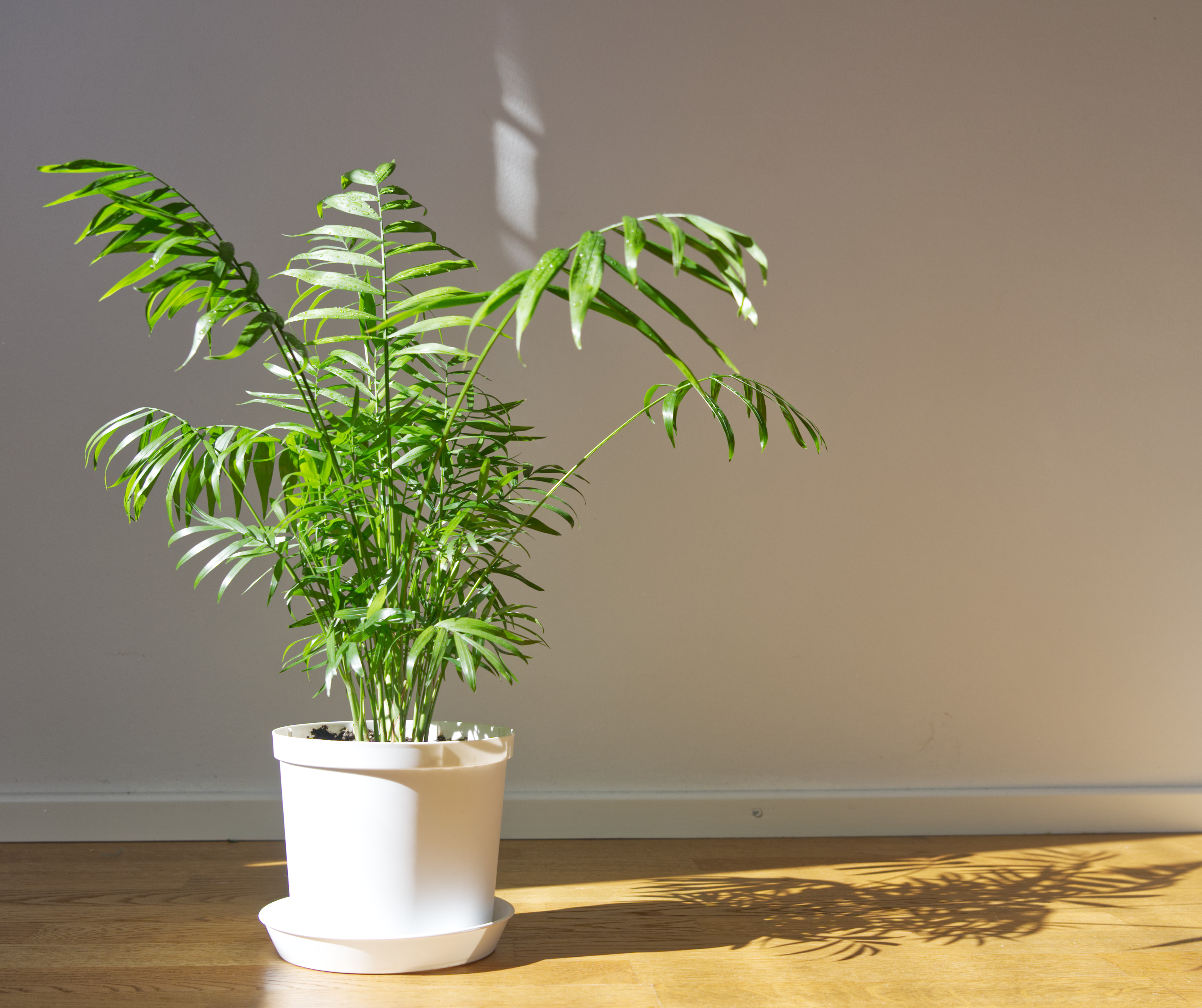 Palmera de salón, un clásico de las plantas de interior que no pierde encanto