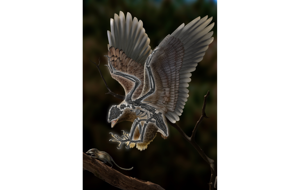 Fósil ‘bizarro’ complica comprensión de evolución de los dinosaurios hasta ser aves