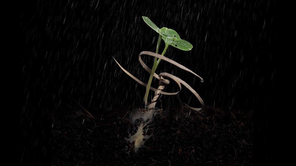 Una planta de hortalizas creciendo junto a su portadora de semillas E. Esta semilla se plantó en un laboratorio de la Universidad Carnegie Mellon para observar el efecto sobre la semilla de un hongo útil que también llevaba la E-seed.