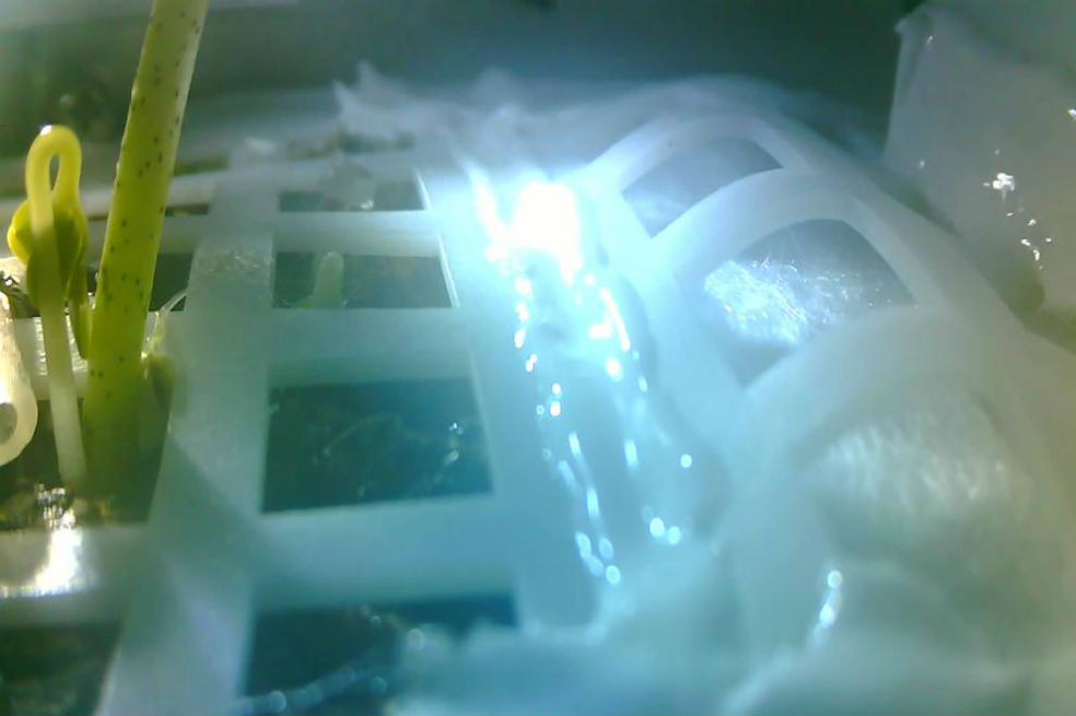 Murió la semilla que China había logrado germinar en la luna