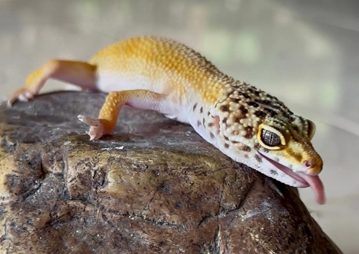 “Está lejos de ser una mascota”: emiten alerta por presencia de especie exótica