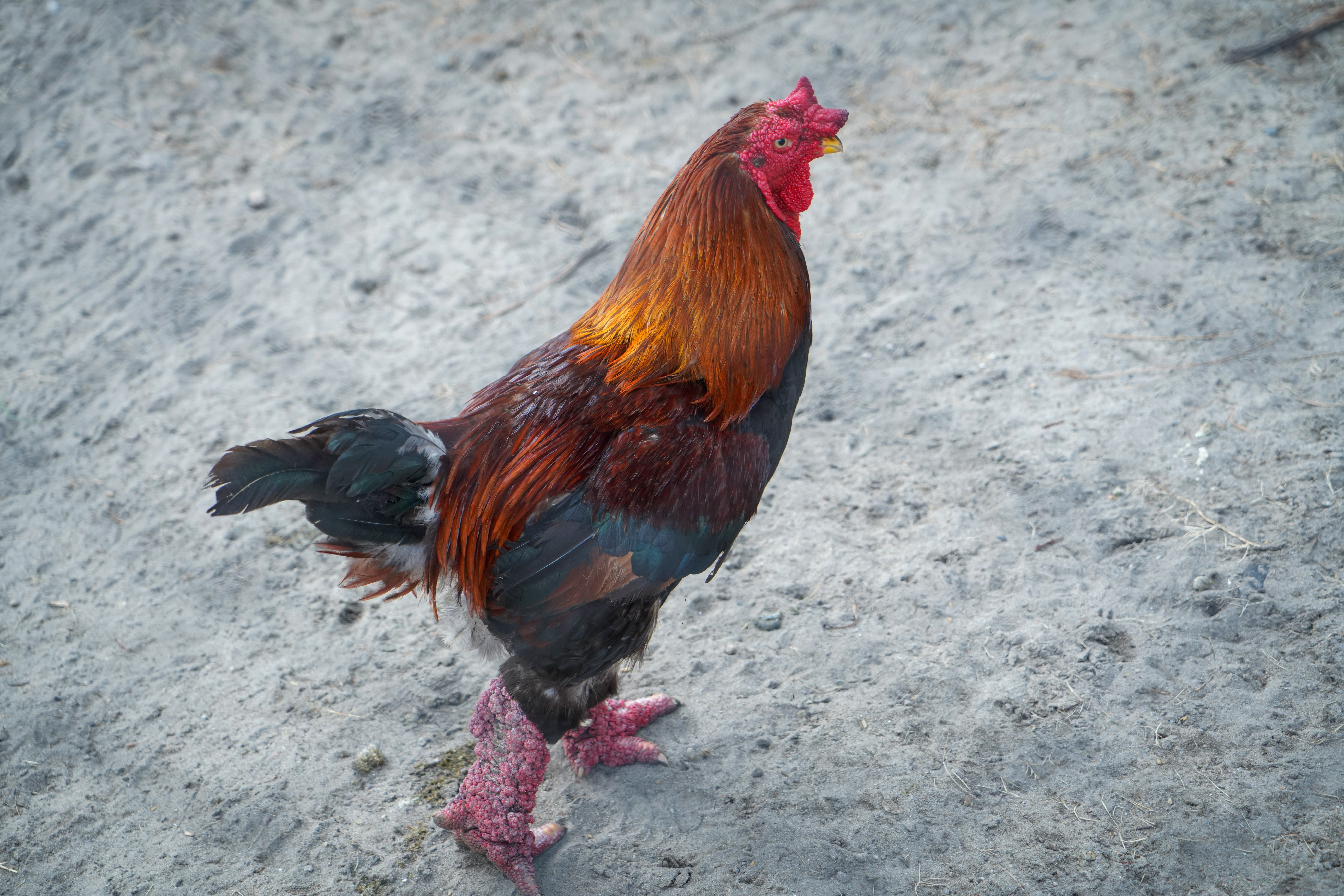 ¿Cuántos años vive un gallo?