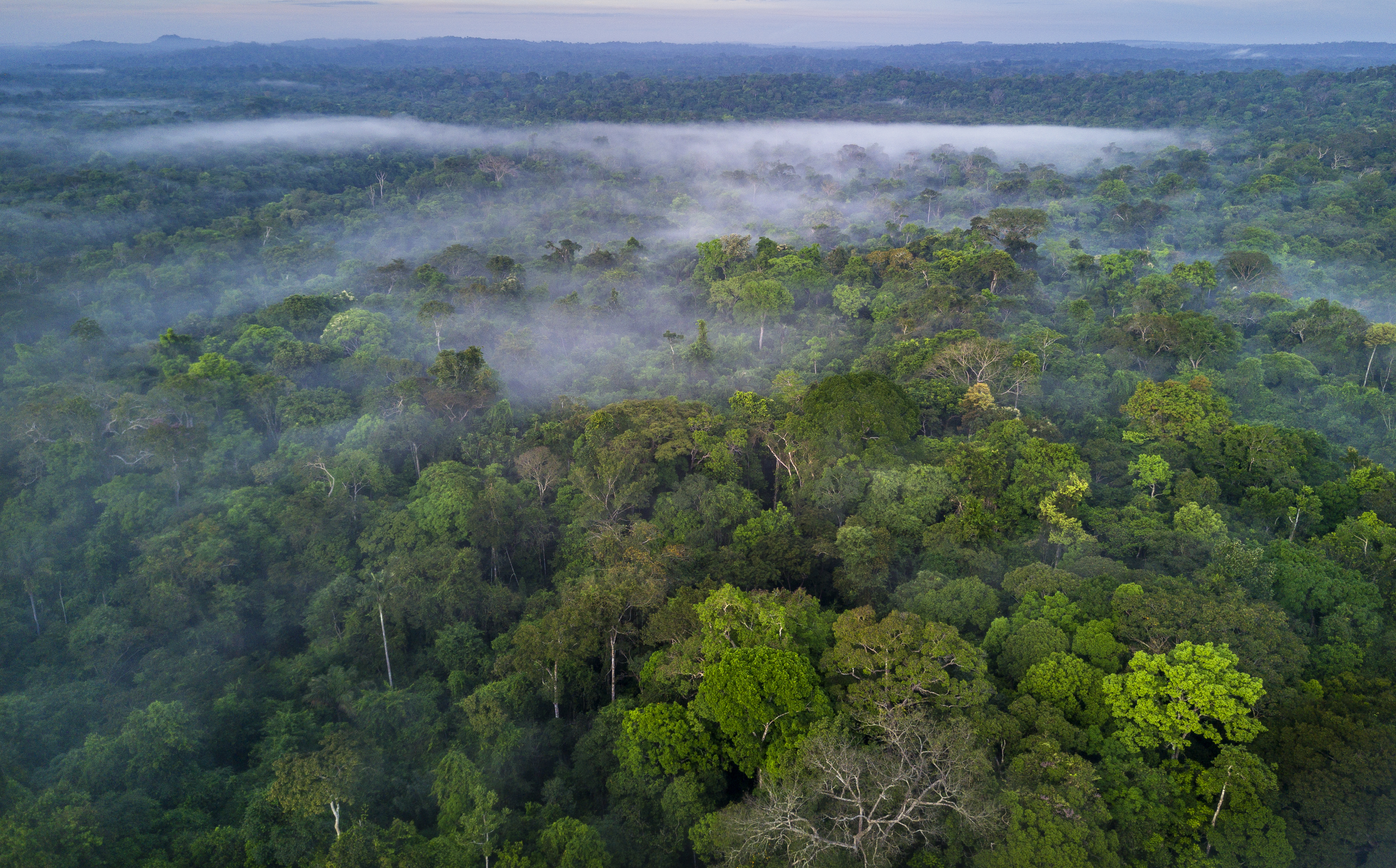 Grupos armados se estarían financiando con proyectos de bonos de carbono en Colombia
