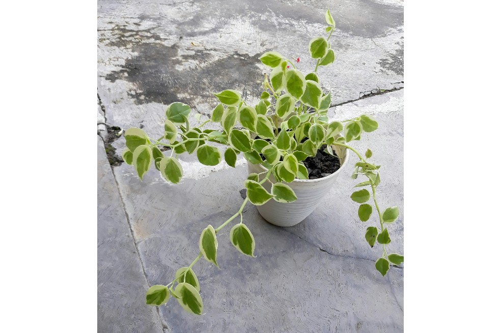 Peperomia Serpens