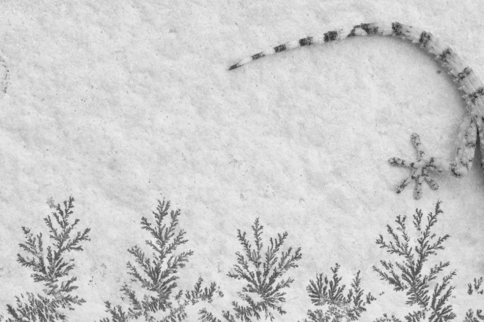 Categoría Juvenil: Pequeños vagabundos
Carlos Pérez Naval, de 17 años, fue el ganador con una imagen de un gecko morisco en una pared de España.