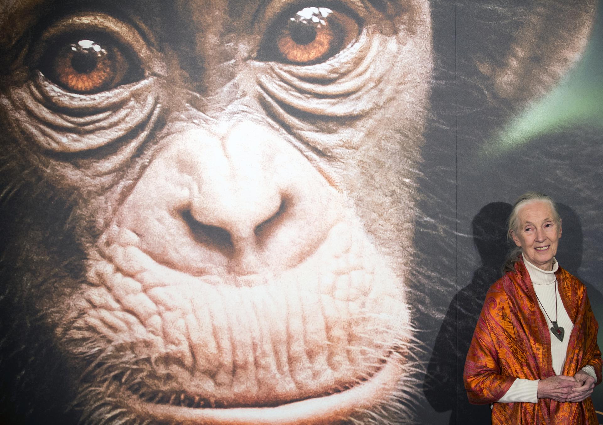 El legado de esperanza de Jane Goodall