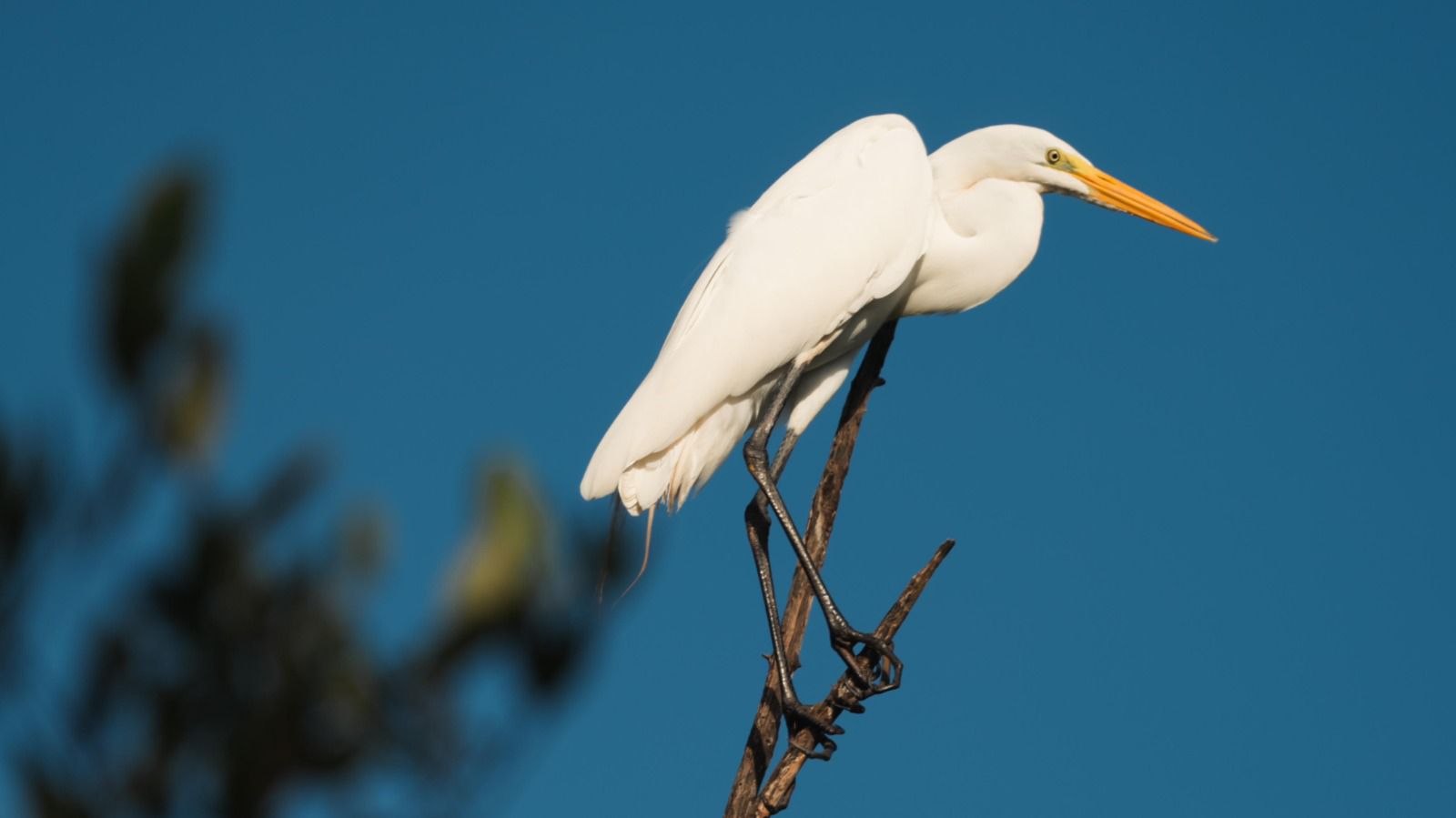 El pasado 12 de octubre, el Ministerio de Comercio, Industria y Turismo acompañó los avistamientos de aves en Camarones (La Guajira), Santa Marta (Magdalena), Capitanejo (Santander) y Pangui (Chocó).