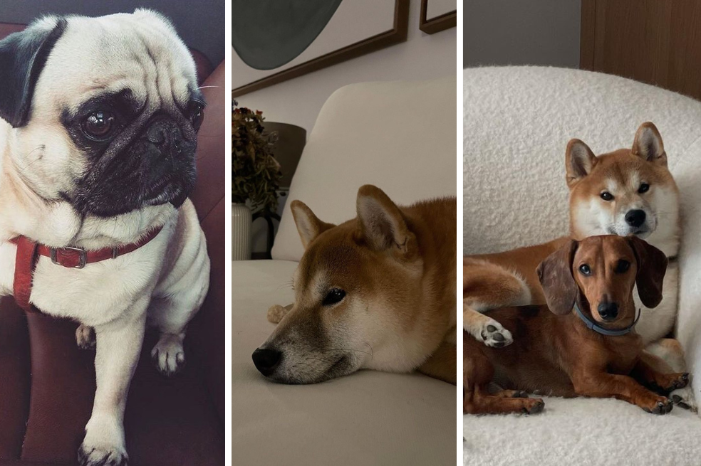 Boodho, Zarpas y Rome: las hermosas mascotas de Marco Asensio