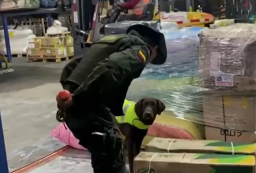 Fontibón: perro antinarcóticos identifica 44 kilos de cocaína en bodega