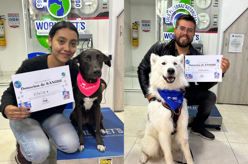 Donantes de cuatro patas: un gesto de solidaridad que salva vidas en Colombia