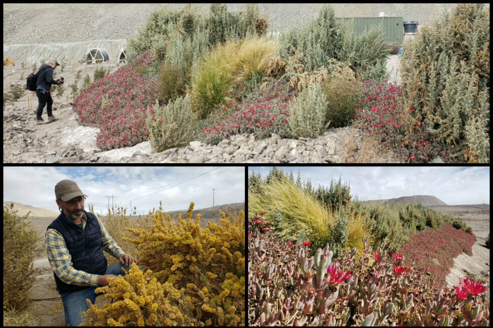 Así reforestan el desierto de Atacama, en Chile, para luchar contra el cambio climático