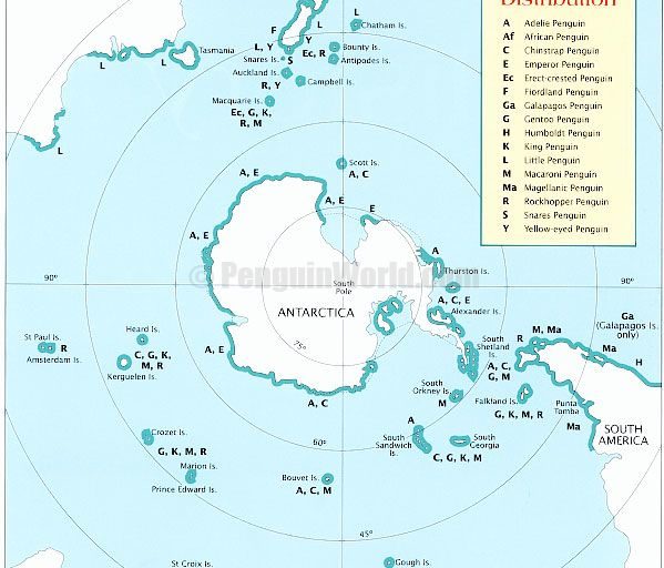 Poblaciones disminuidasDistribución de los pingüinos en el mundo.Mapa: penguinworldLos pingüinos más australes, del género Aptenodytes, son los más grandes y su representante más emblemático, el pingüino emperador (Aptenodytes forsteri), puede llegar a medir 1,20 metros. Viven en la Antártica donde se conoce la existencia de 40 colonias reproductivas en las que se calcula hay unas 200 000 parejas. Pero también existe otro género de pingüinos australes, los Eudyptes, también conocidos como Saltarrocas que habitan las islas subantárticas de Argentina y de Chile.