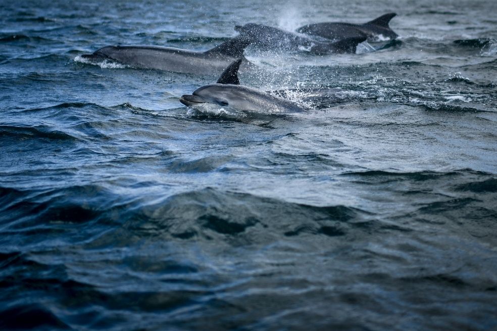 ¿Delfines espías? La nueva táctica de guerra de Putin tiene una larga historia