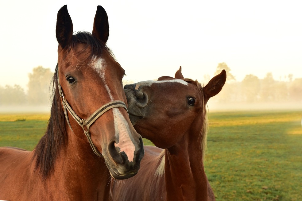 ¿Quiere un caballo en casa? Tenga en cuenta estos cuidados básicos