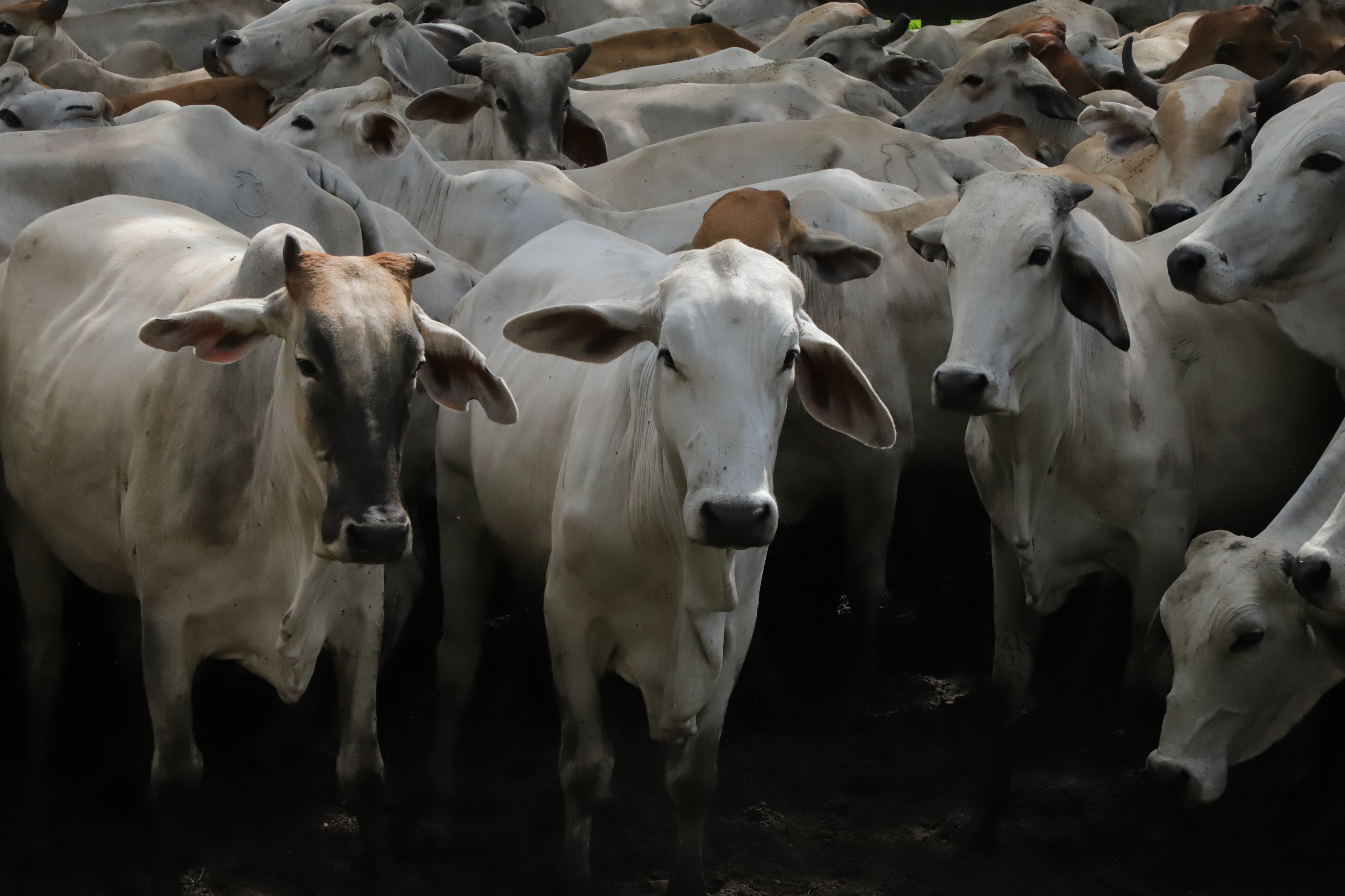 Acuerdos Cero Deforestación: La apuesta por producir protegiendo la biodiversidad