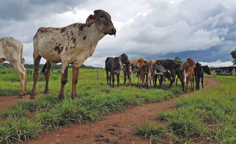 Soya, palma africana, cacao y ganadería: entre los culpables de la pérdida de bosques