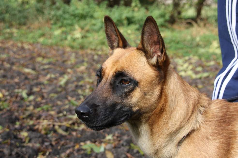Día Mundial del Perro: caninos que cuidan las miedosas cárceles mexicanas