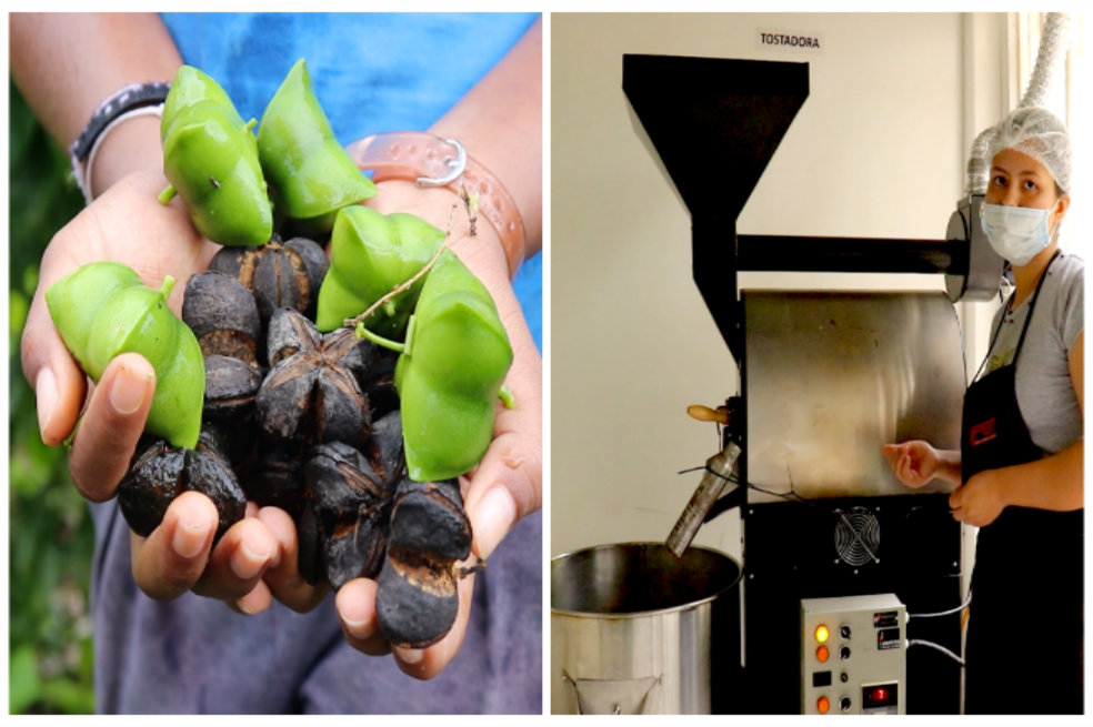 Planta de cacao proporcionada a uno de los emprendimientos de la Amazonia implementado a través delproyecto de Desarrollo Local Sostenible y Gobernanza para la Paz.