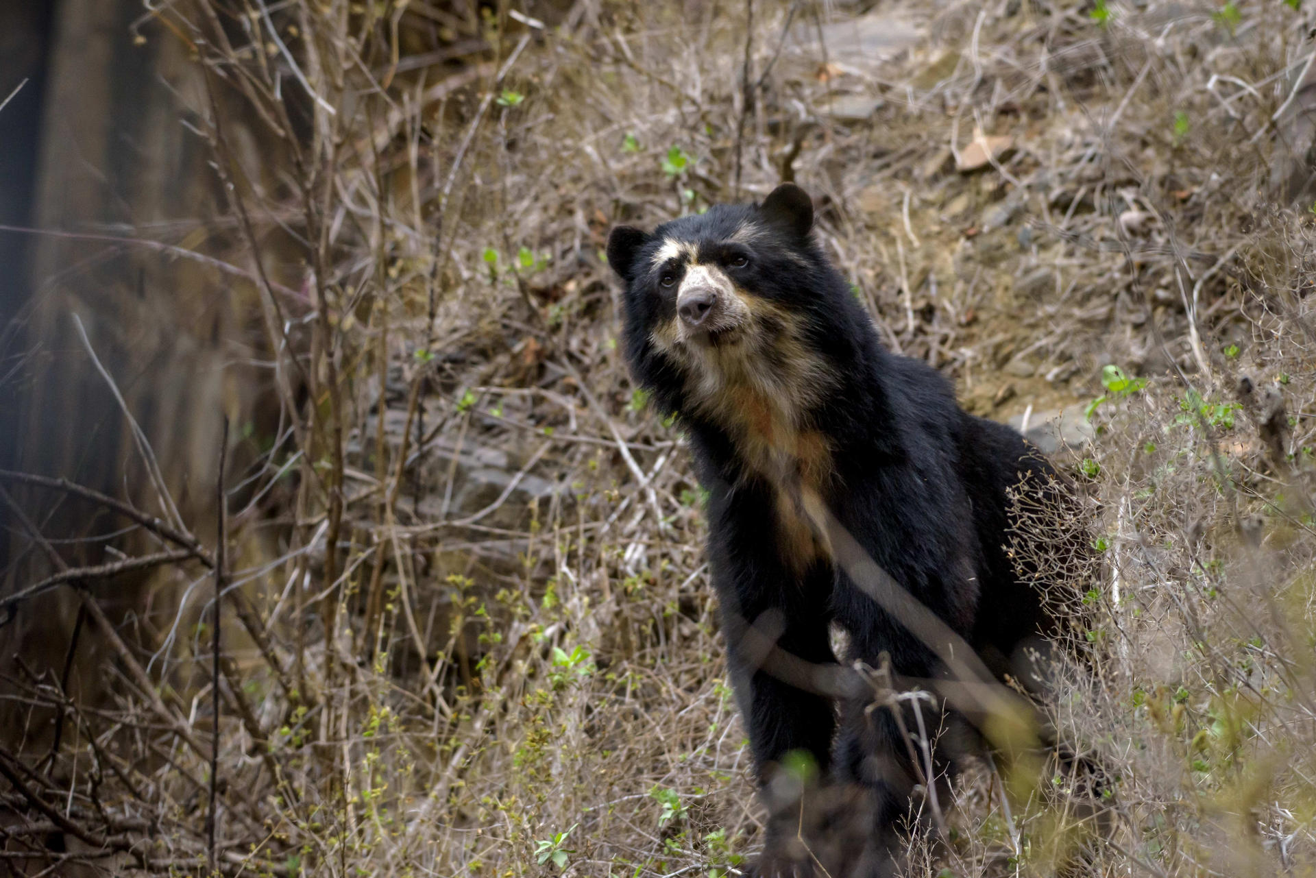 Avistamientos de osos de anteojos en Santander generan alerta por posible pérdida de hábitat