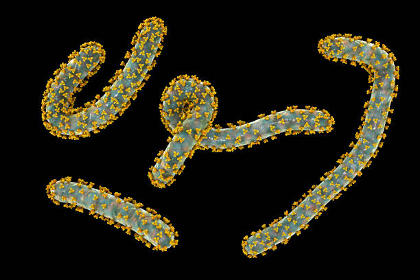 La OMS y Ruanda unen esfuerzos para controlar un brote de un virus poco común: Marburgo