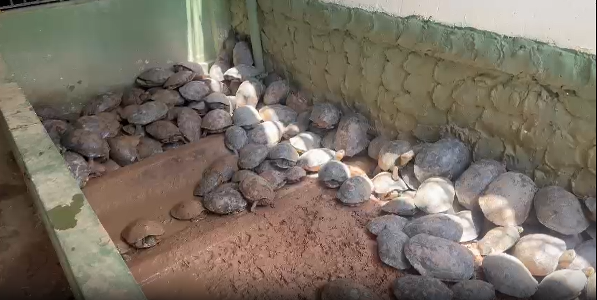 Se dispara el tráfico de tortugas hicoteas previo a la Semana Santa en Córdoba