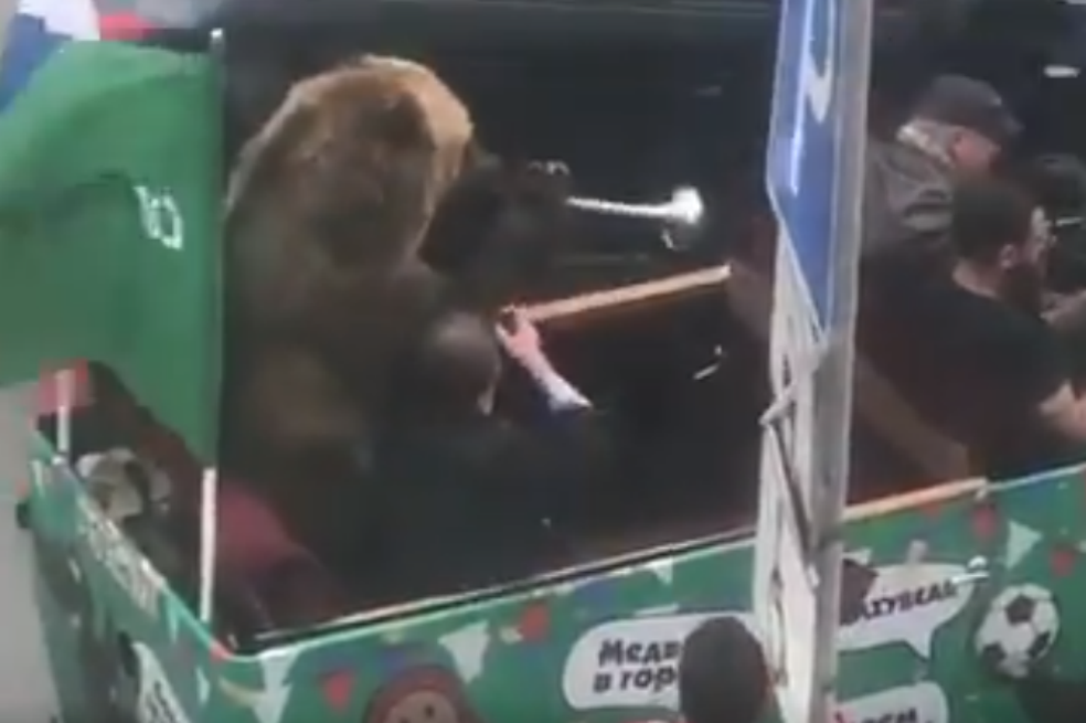 Un oso paseó por Moscú tocando la vuvuzela tras la victoria rusa