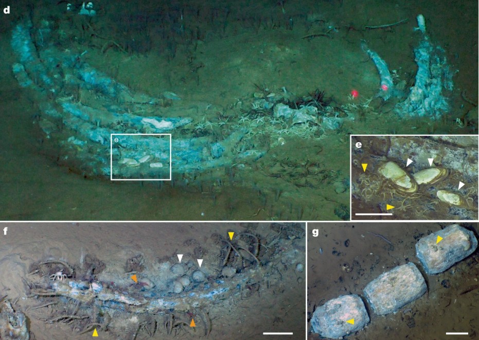 Hallan un “cementerio” submarino de ballenas que se extiende por 1.200 kilómetros