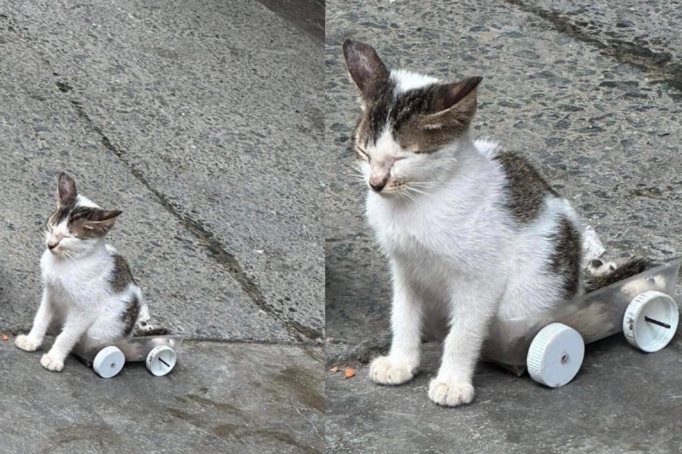 A esta gatita le hicieron una “silla de ruedas” con material desechable para moverse