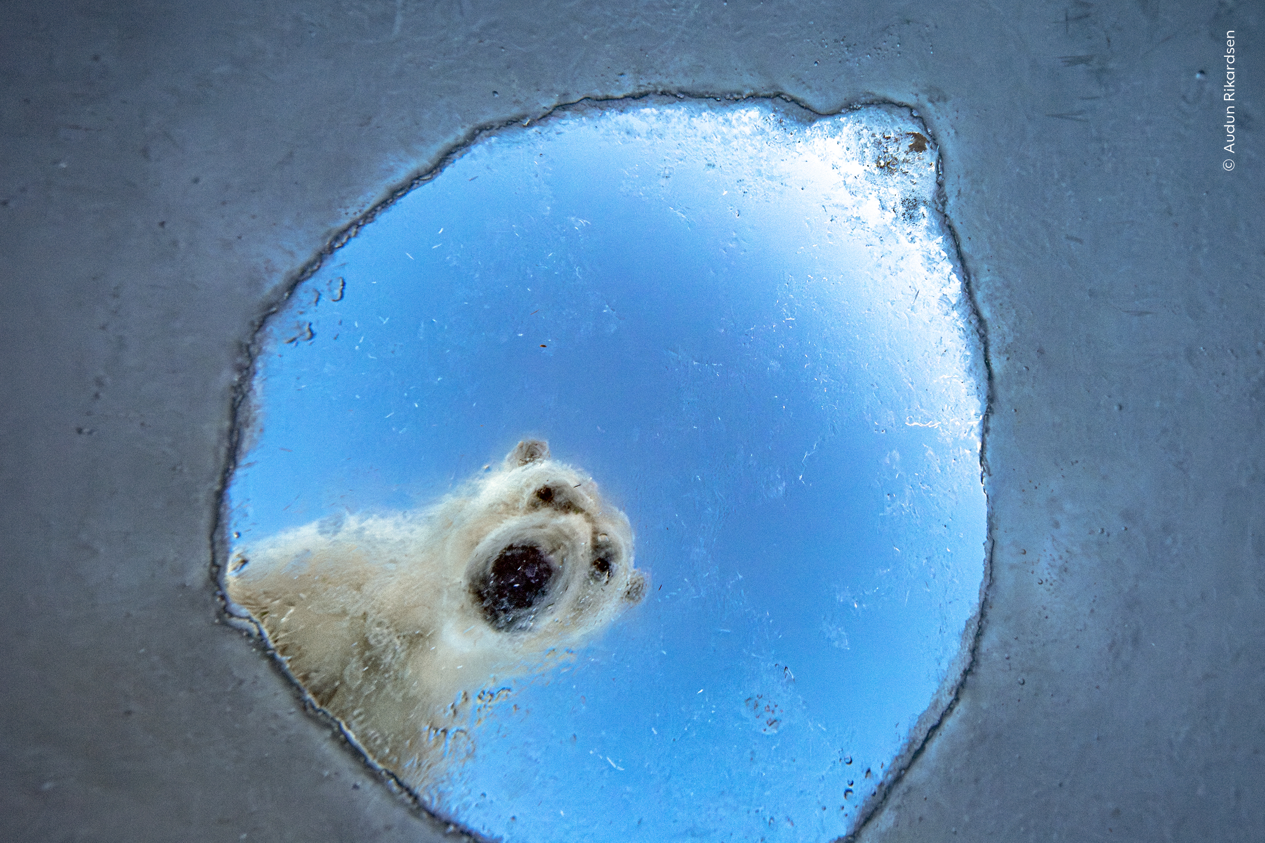 Las increíbles imágenes ganadoras del Wildlife Photographer of the Year 2026