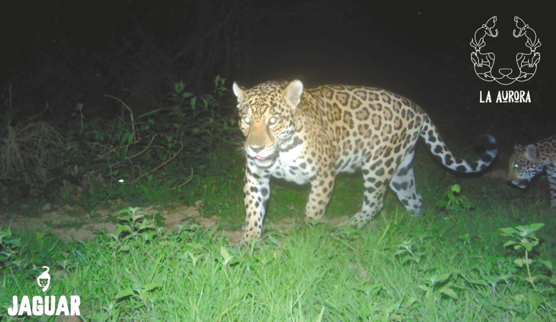 Lo que pasa cuando científicos y ganaderos se unen para salvar al jaguar en Colombia