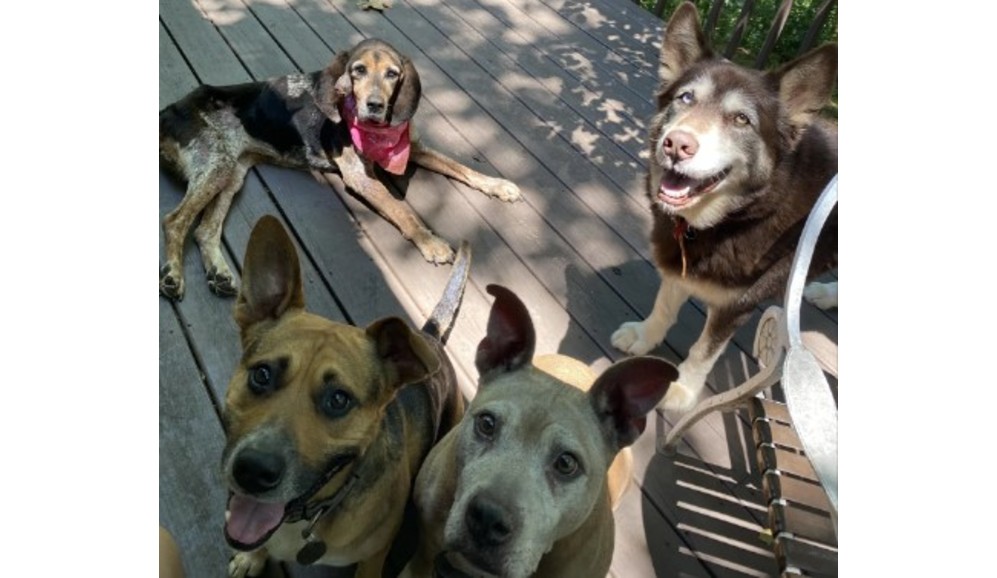 Le dispararon y la abandonaron, ahora esta perrita tiene una familia de verdad