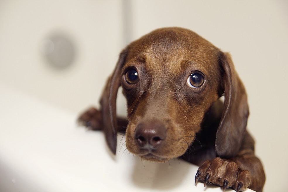 Un fármaco para que los perros no pasen miedo con los fuegos artificiales
