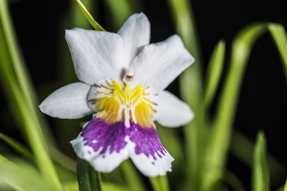 Prepárese para ver orquídeas en el Jardín Botánico