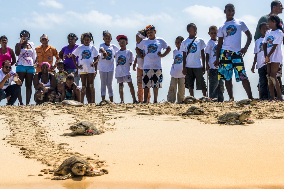 Las tortugas siguen regresando al mar