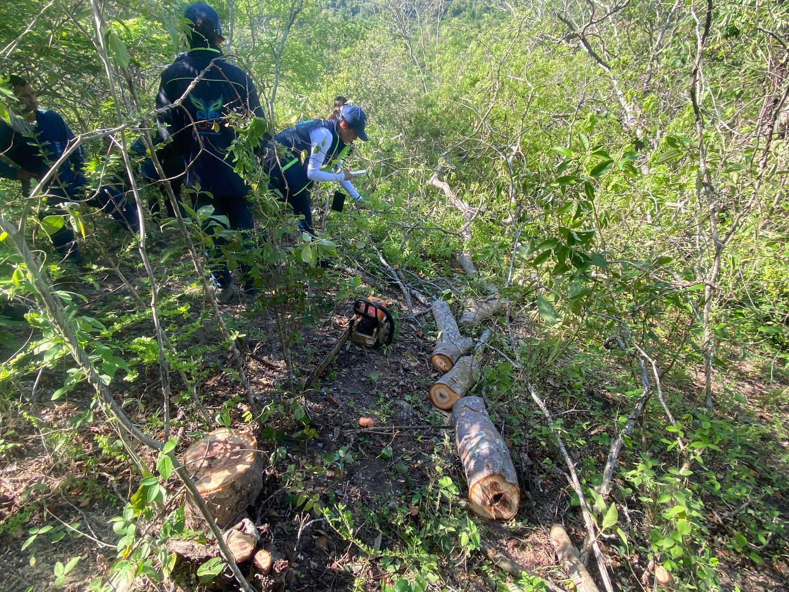 Tala ilegal arrasa con 22 árboles nativos en bosque seco protegido del Magdalena