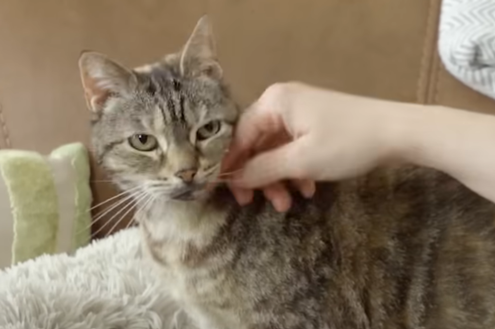 Gata rompió el Récord Guinness por emitir el ronroneo más fuerte del mundo