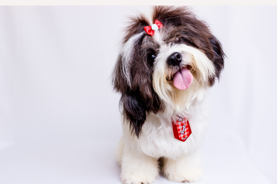 Nombres para perros: 10 ideas para que elijas un apelativo corto y sonoro