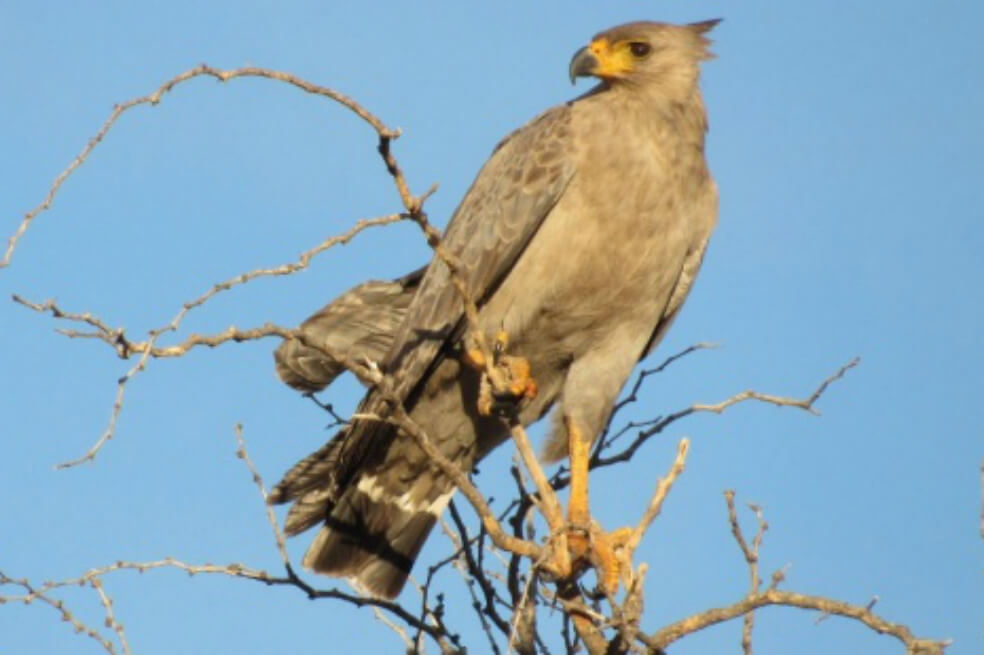 El águila coronada a punto de la extinción
