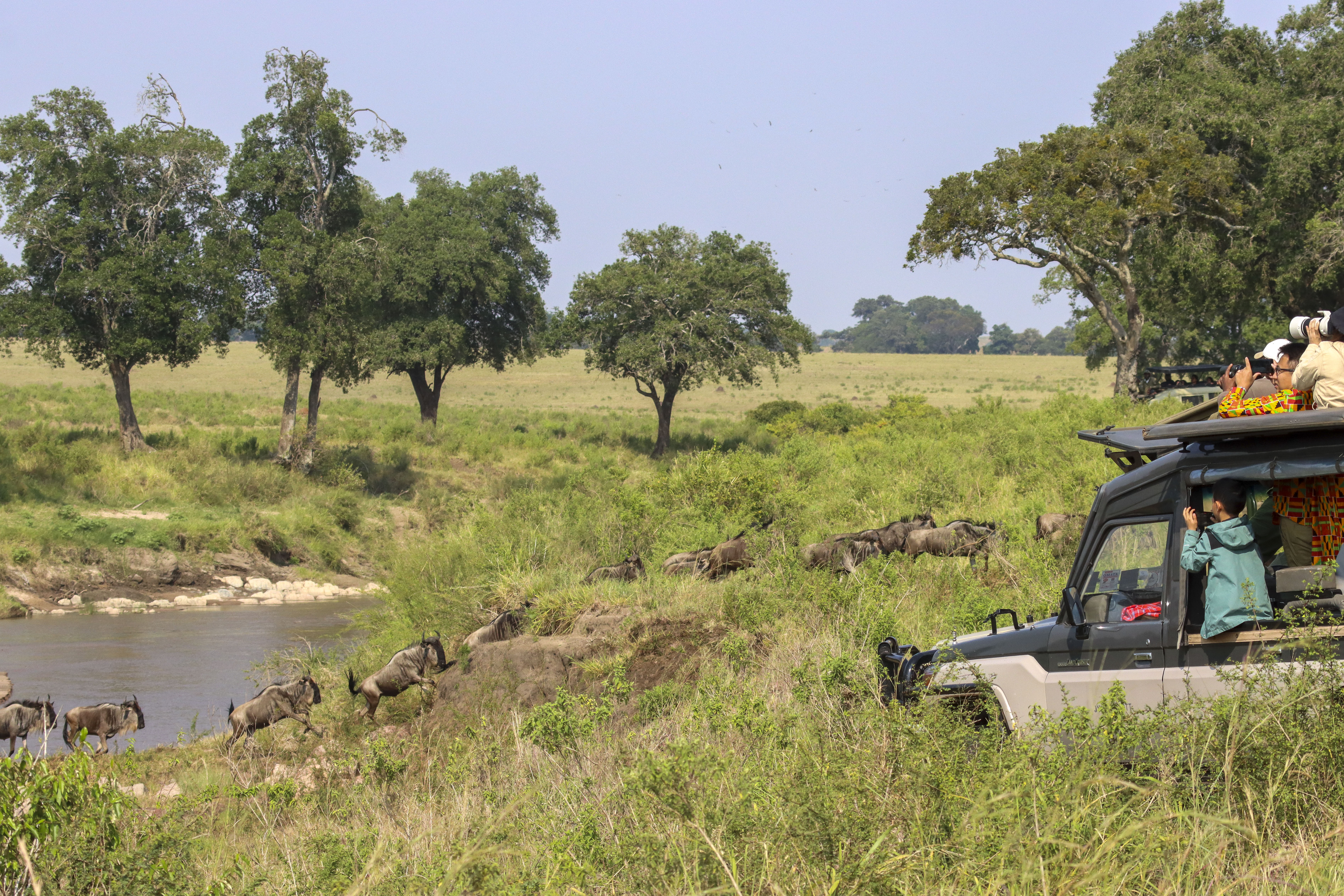 MASÁI MARA (KENIA), 26/07/2024.- Fotografías tomadas entre el 17 y el 19 de julio. Turistas observan y fotografían desde un todoterreno de safari el cruce de cientos de ñus del río de Arena, en el oeste del Masái Mara (Kenia), durante su migración anual desde el Serengueti, en Tanzania. La presencia de guepardos en la Reserva Nacional del Masái Mara se ha reducido en un 93 % desde 1900. Aunque los animales están más que acostumbrados a los humanos en el destino de safaris por excelencia de Kenia, el turismo de masas irresponsable puede costarles incluso la vida. Medidas como el aumento del precio de la entrada pretenden dispersar las avalanchas de visitantes. EFE/ Mercedes Ortuño Lizará