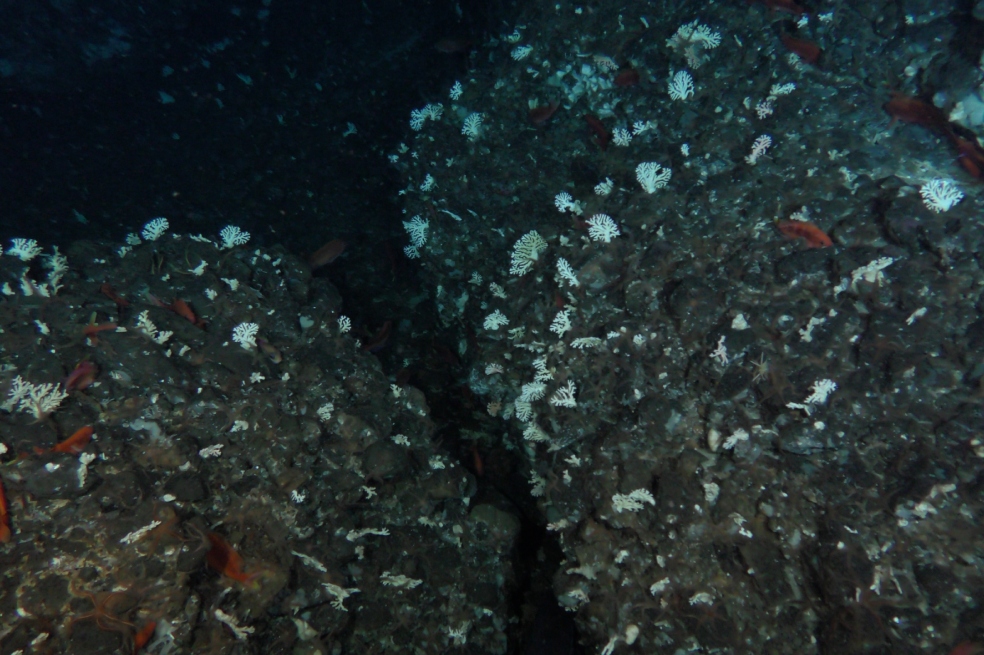 Este nuevo coral es una especie estructural clave que crea refugios y zonas de alimentación.