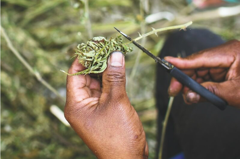 Marihuana recreativa, el punto de partida de una alianza en el Congreso